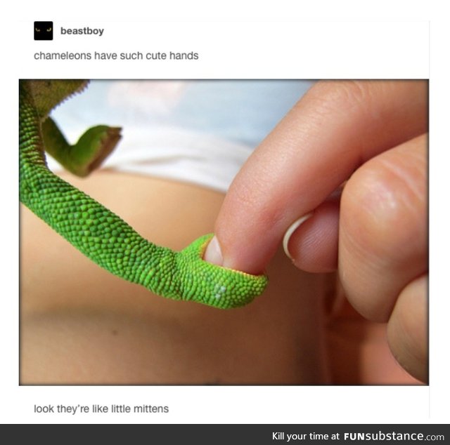 I thought it was a smol snek