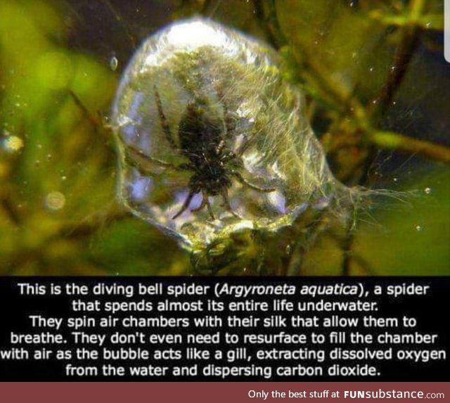 Underwater spider!!!!