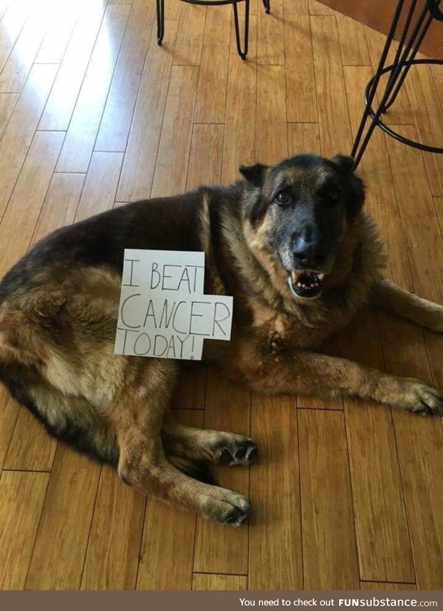 Good boi