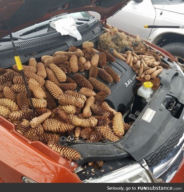 Squirrels stashed 50 pounds of pine cones under a car hood in Gaylord, Michigan