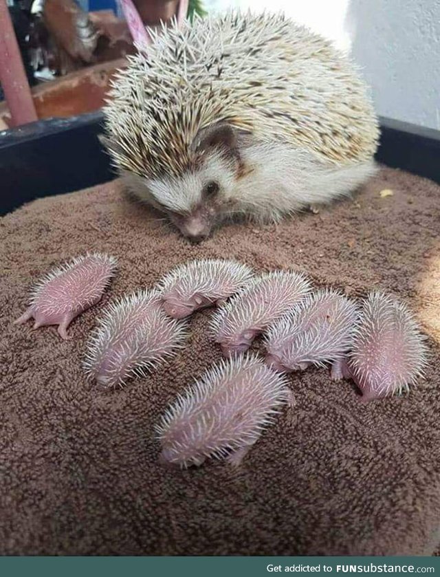 Mama sonic and her pups