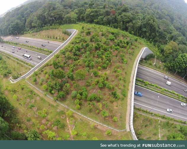 Crosswalks for wild animal over higway(not in usa)