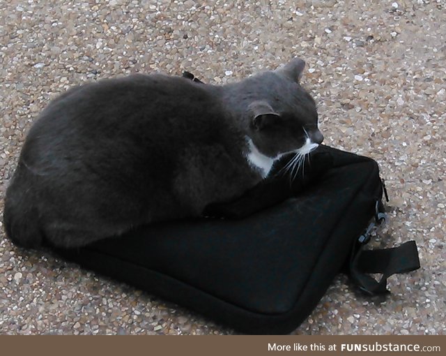 This is Pangur. Also a Campus Cat. He decided my laptop case was an excellent bed.