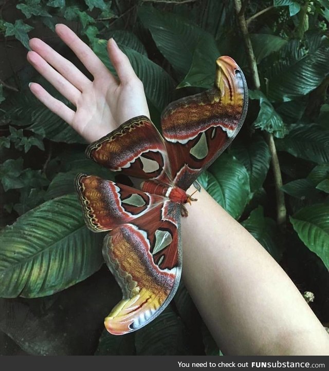 Giant atlas moth