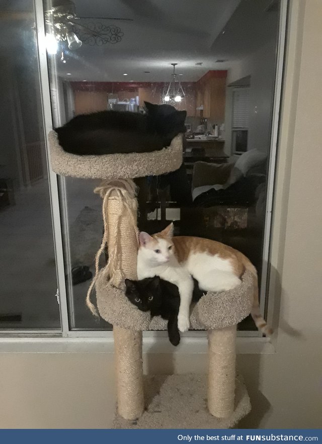 my fur babies