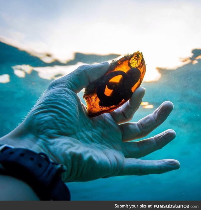 Shark eggs under sunlight