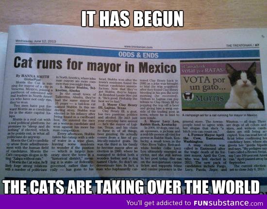 The age of humans is ending, cats are the future