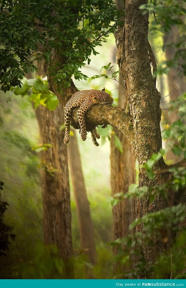 Afternoon nap in the trees