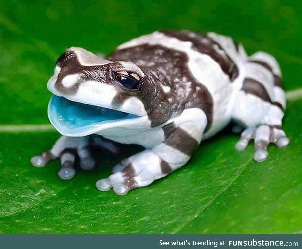 Amazon milk frog