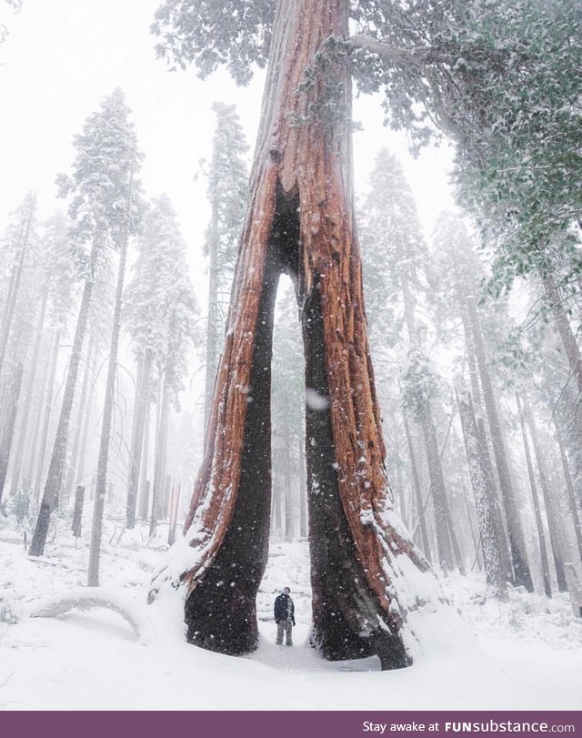 Snowy trail in California