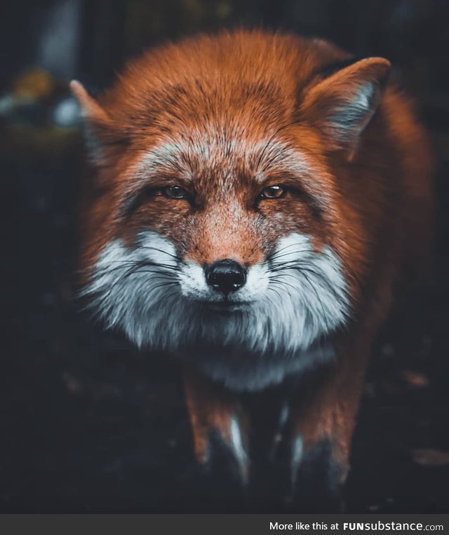 Smiley fox