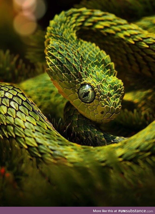 The enchanting Atheris Squamigera, aka the African Bush Viper