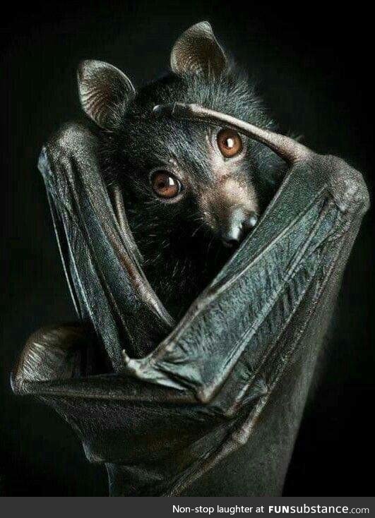 A closeup pic of a young bat hiding in the cenote cave