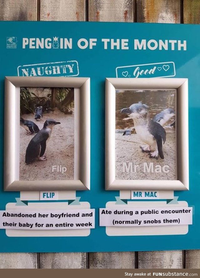 pengwings