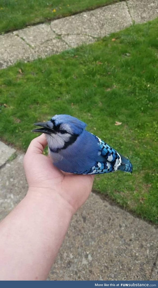 I found Mordecai this morning