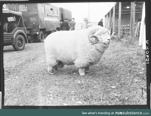 This ram is an absolute unit