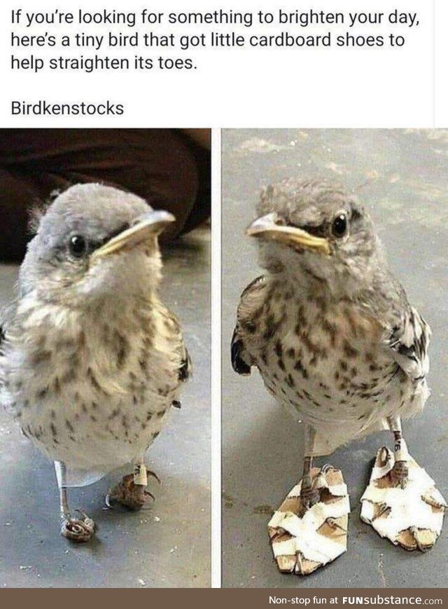 Birb v2.0