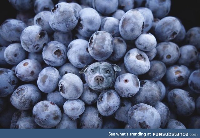 Spot the berry good boy