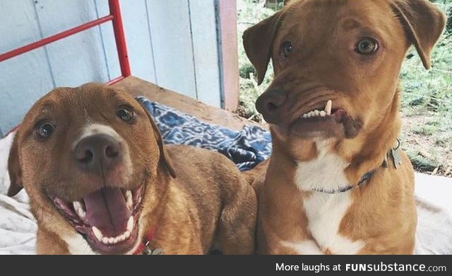 Pablo and Picasso, the corgi-pittbull mix (Picasso has a lopsided jaw)