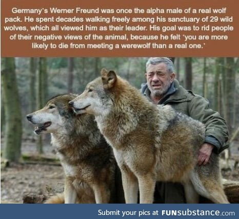 The story of a man who spent several decades among 29 wild wolves