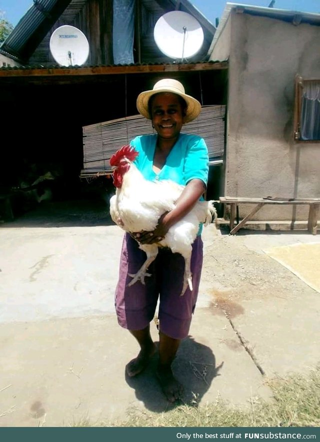 15kg hen from Madagascar