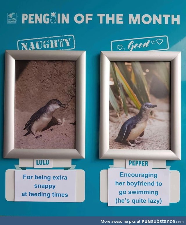 An aquarium in New Zealand has an "employee of the month" thing going on but