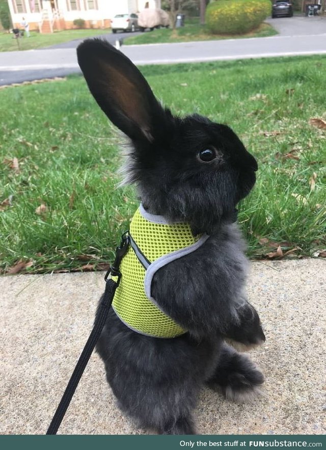 Officer Judy Hopps becomes the first rabbit to join the Zootopia Police department (2016