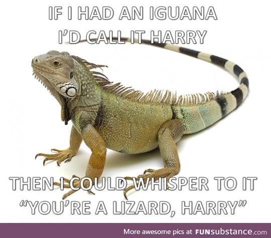 My magical iguana