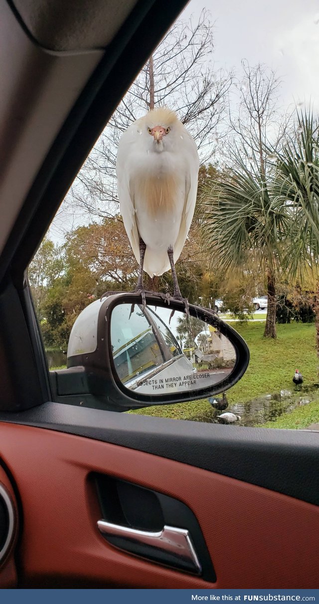 This bird is just staring me down for my french fries at McDonalds....Send help