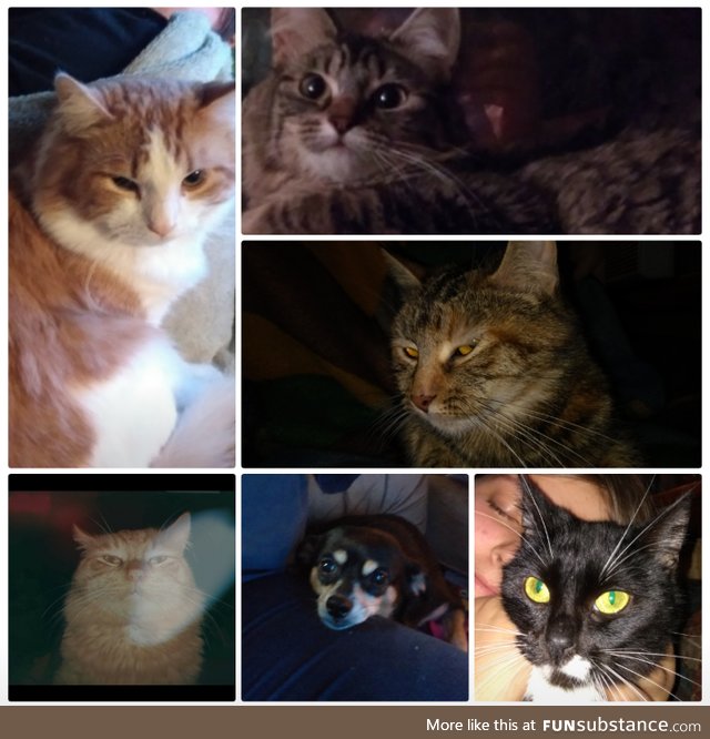 I see everyone posting pets so here is my bunch l have so many so I did a collage lol