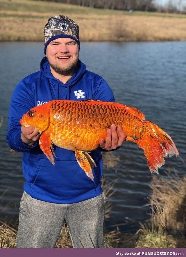 20lb Goldfish