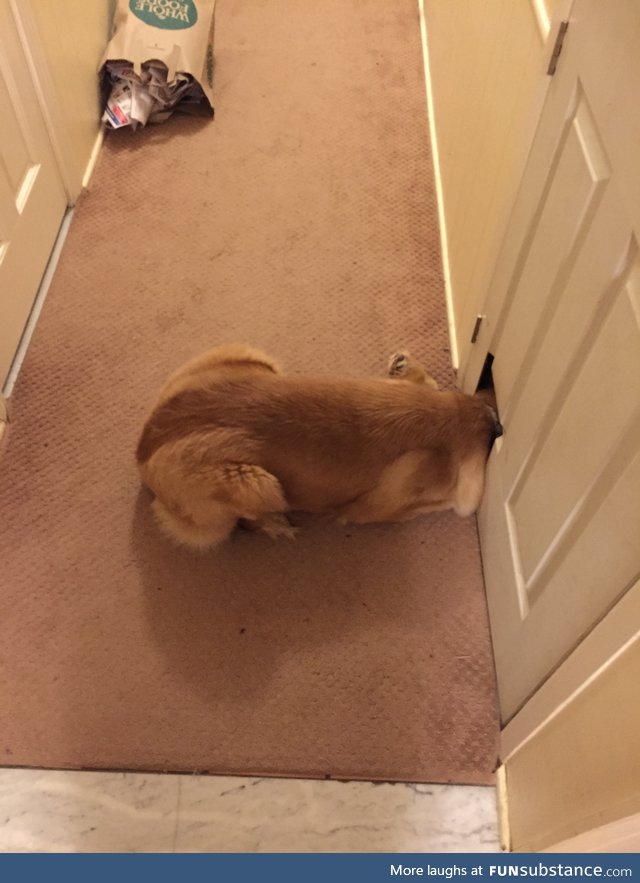 She always does this with the cat door