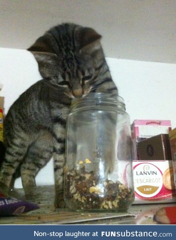 As a baby, my mom's cat loved to jump on the fridge and eat. (here halfway to success)