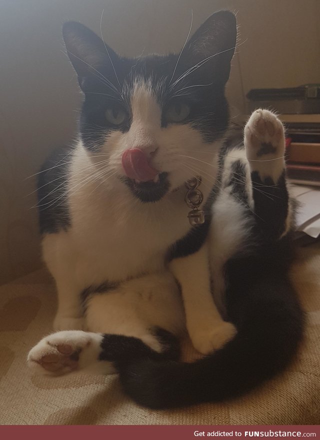 My cat, he's so classy!