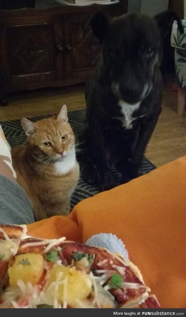 Furbabies want pizza