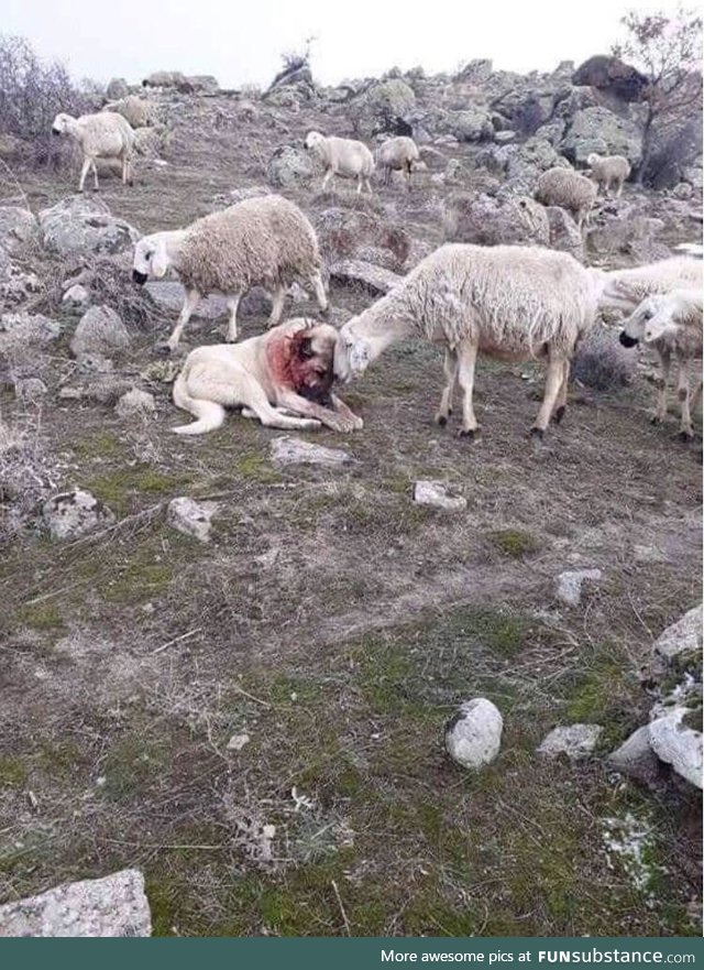 A sheep showing appreciation to the dog that saved them from an attack by wolves