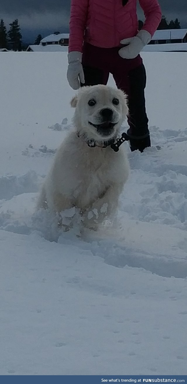 Drove to a nearby field to let our puppy run free without a leash. I think he enjoyed it