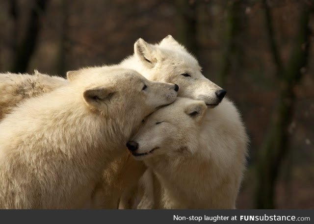 Arctic Wolf Pack