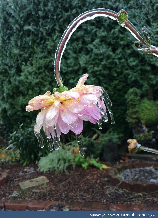 Flower encased in ice