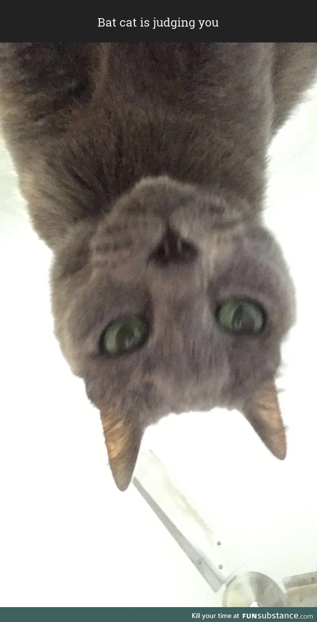 Bat cat