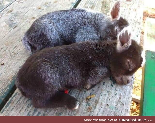 Two baby donkeys to warm your heart