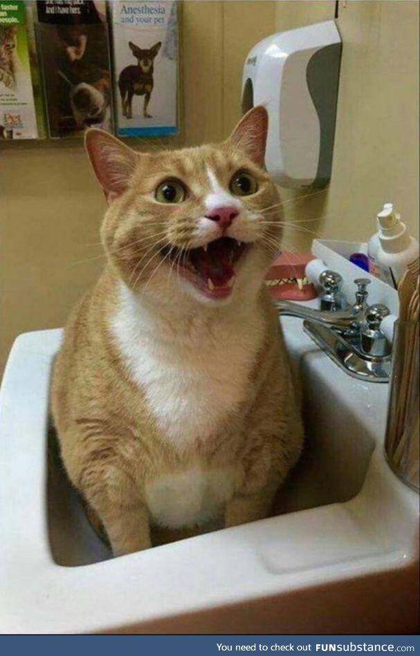 Toby's favorite part about going to the vet is sitting in the sink