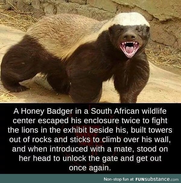 Honeybadger doesn't care. Honeybadger doesn't give a shit