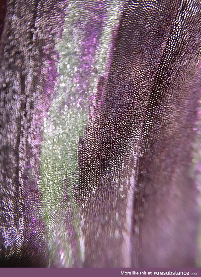 An up-close shot of a wandering Jew leaf