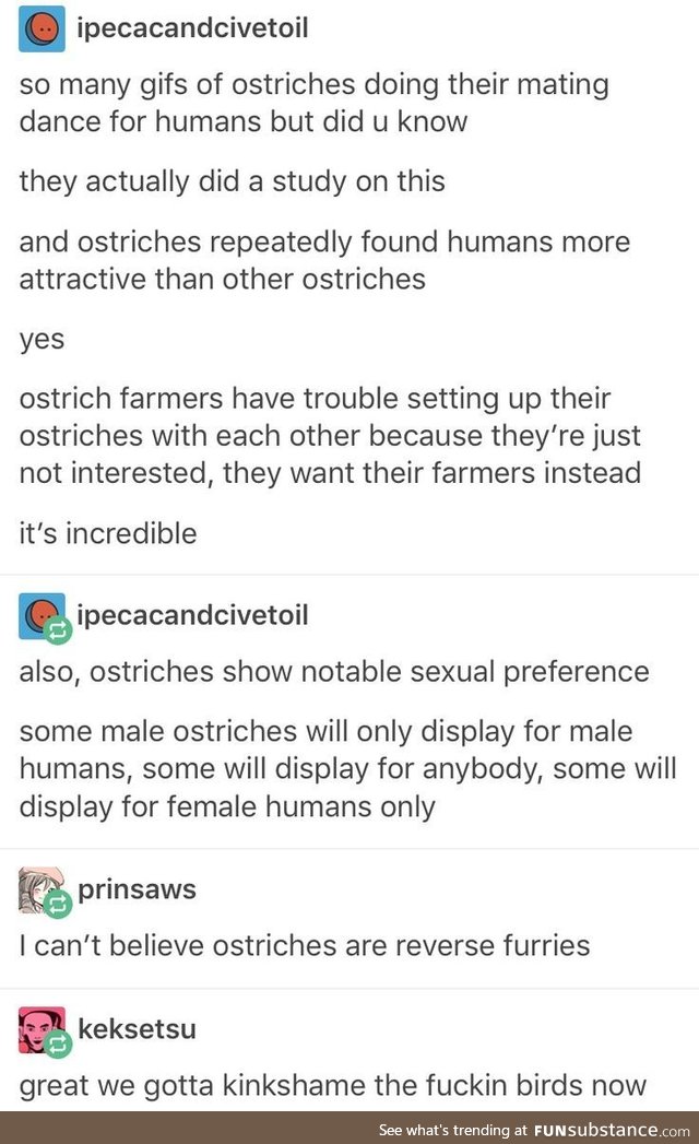 Gotta start kinkshaming ostriches now