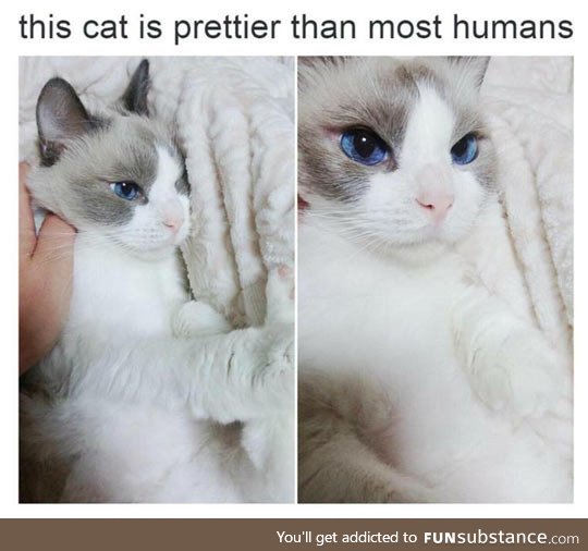 Prettiest cat ever