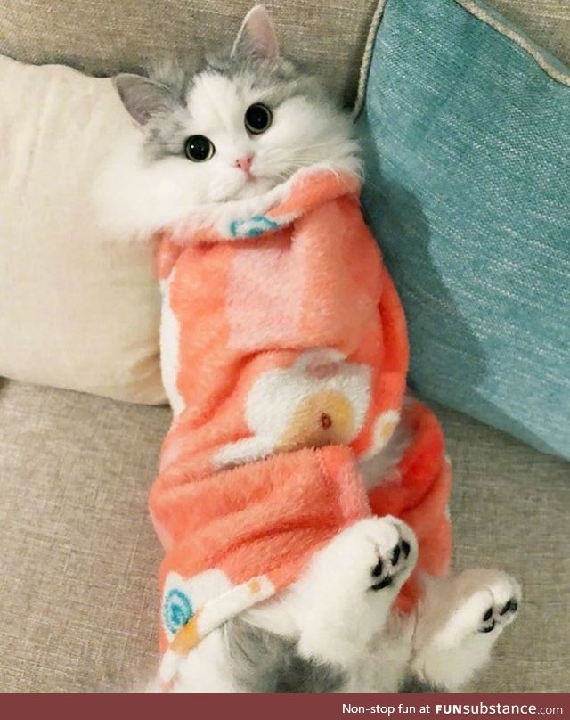 Purrito