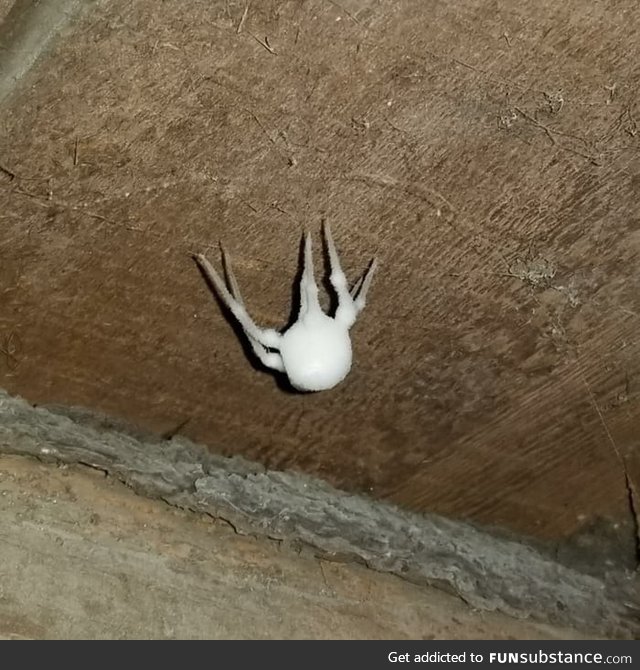 A "zombie spider"- spider covered with fungus, half-dead, half-alive