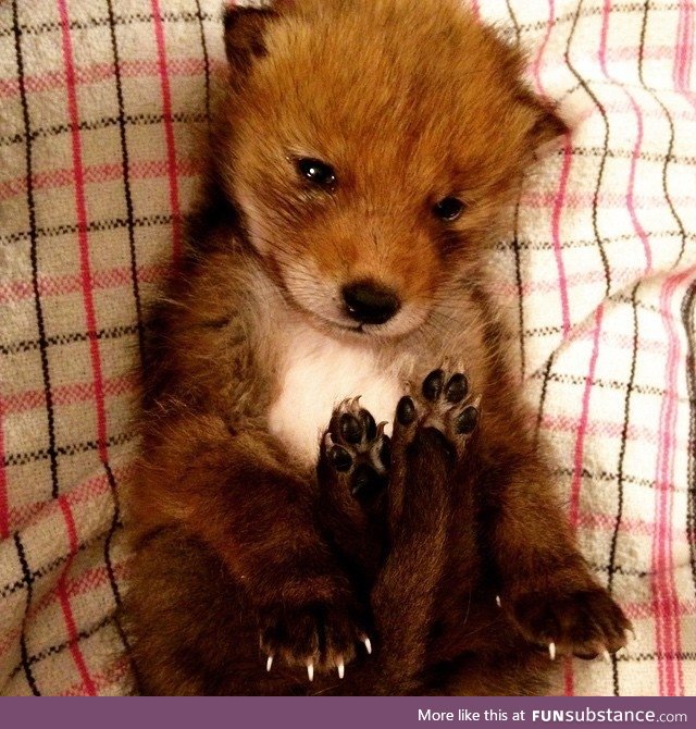 Pics!This adorable little guy was rescued from a drain culvert