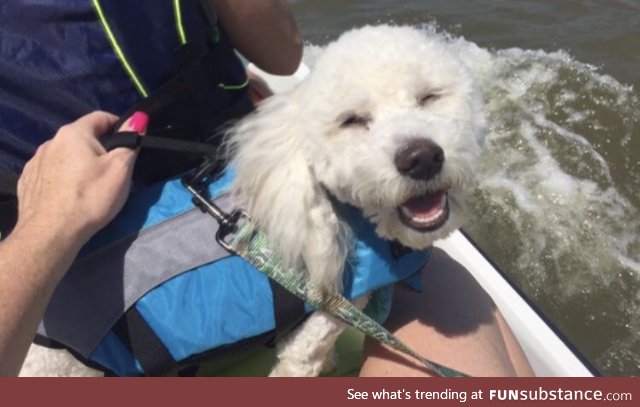 Jep the jet ski riding doggo